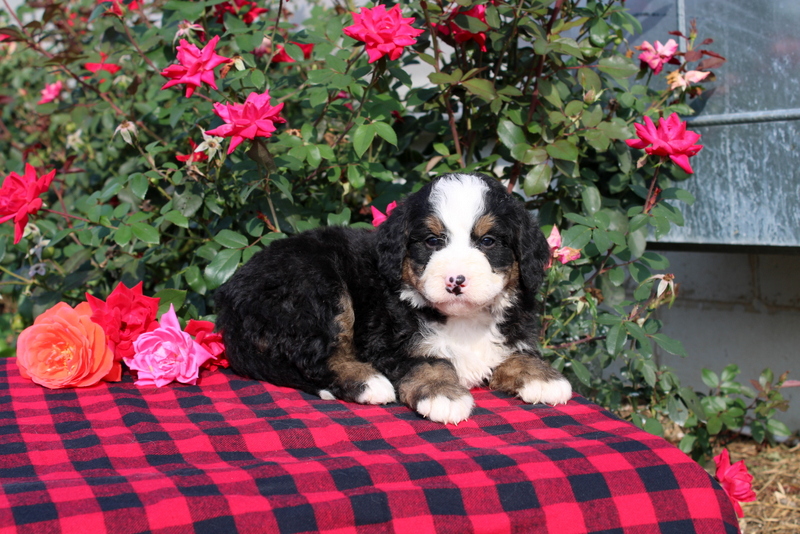 puppy, for, sale, Bernedoodle, Matthew B. Stoltzfus, dog, breeder, Gap, PA, dog-breeder, puppy-for-sale, forsale, nearby, find, puppyfind, locator, puppylocator, aca